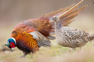Birds - Common Pheasant (Phasianus colchicus) male - cock