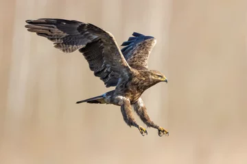 Zelfklevend Fotobehang Birds of prey - lesser spotted eagle in flight (Aquila pomarina) © szczepank