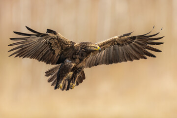 Birds of prey - lesser spotted eagle in flight (Aquila pomarina)