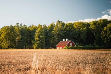 Red farm house in Sweden in the middle of a wheat field at sunset © Benoît