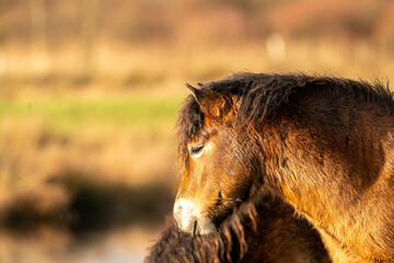 Head of a wild brown Exmoor pony, against a blue sky in the nature reserve in Fochteloo, Fall colors in winter. The Netherlands. Selective focus