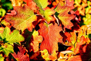 Autumn in Paris (France) - Powerfull colors in trees and leaves