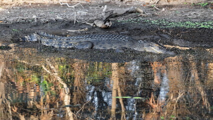 Fototapeta na wymiar Female saltwater crocodile lurking in the muddy banks of Yellow Water Billabong. Kakadu-Australia-216
