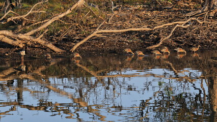 Fototapeta na wymiar Wandering whistling ducks foraging-lone magpie goose-banks of Yellow Water Billabong. Kakadu-Australia-215