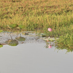 Pink lotus flower-Nelumbo nucifera reflecting on the steely surface of Yellow Water-Ngurrungurrudjba Billabong. Kakadu-Australia-219