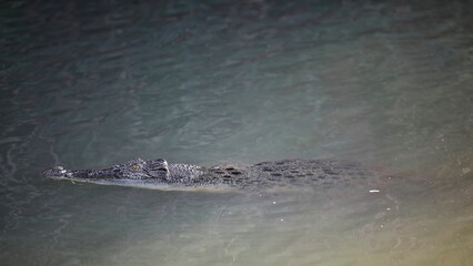 Adult saltwater crocodile lurking in the still waters of the Yellow Water Billabong. Kakadu-Australia-223