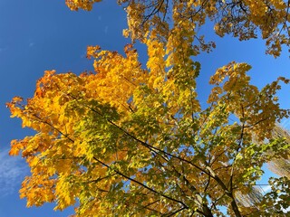 Autumn in Paris (France) - Powerfull colors in trees and leaves