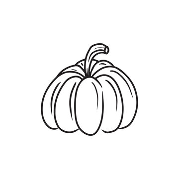 Small pumpkin drawing isolated on white background. Hand drawn vector illustration in simple outline line engraved sketch vintage style. Concept of Halloween, october, autumn vegetable, bakery, design