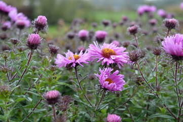 Fototapeta premium flowers in the field