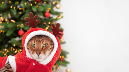 Red bengal cat wearing deer costume with horns, antlers, lying near Christmas tree looking at camera on white background.Cute,funny,serious pet,animal festive celebration card, copy space.