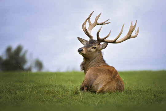 stag lying on grass, close up portrait