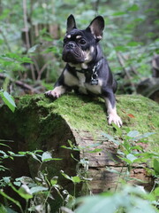 French bulldog on a stump overgrown with moss