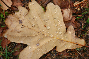 autumn leaf with drops of water on the ground, macro