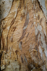 detail of bark on tree trunk