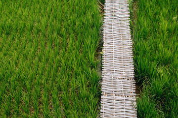 Bamboo bridge over green rice paddies in Thailand.