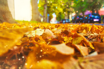 Herbstlaub - Herbst - Bunt - Autumn Natural Background - Orange Fall Leaves - Colorful - Mood - High quality photo