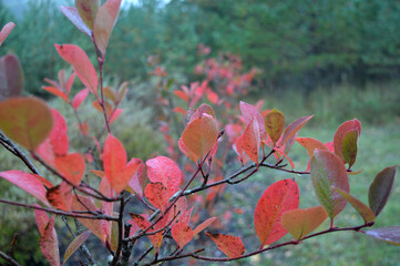 red and pink leafs in park in autumn in rainy day
