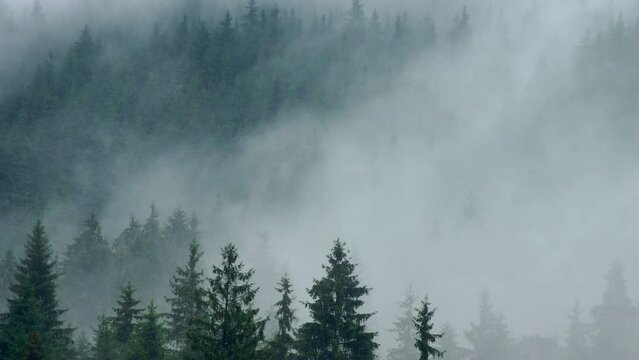 Timelapse rainy weather mountains misty fog forest tree wood pine
