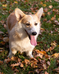 portrait of a corgi dog