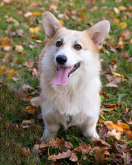 corgi dog in autumn park