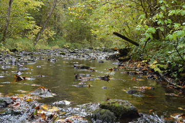 small river in the forest with autumn leafs in water
