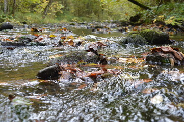 river in autumn with leafs in water
