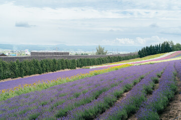 ラベンダー畑 北海道 富良野