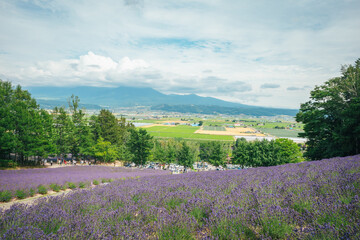 ラベンダー畑 北海道 富良野