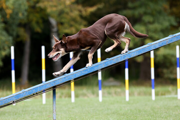 Working australian kelpie breed dog running agility obstacle dog walk with contact zone. Agility...