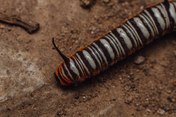 Macro photo of caterpillar on the ground detail and sharp with black, orange, and white pattern and poisonous thorns the body. This animal is poisonous if touched the thorns on the body