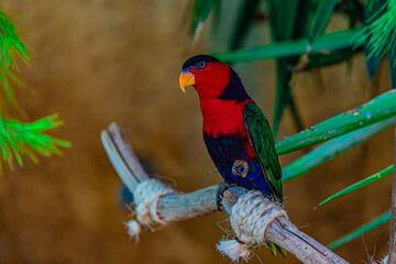 parrot on a tree branch