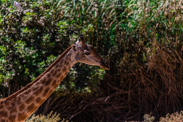 portrait of a giraffe close up
