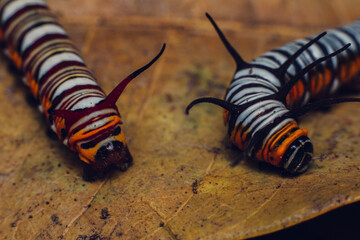 Macro photo of a caterpillar on the leaf with black, white and orange patterns on its body. This animal is poisonous and dangerous if touched the thorns on its body