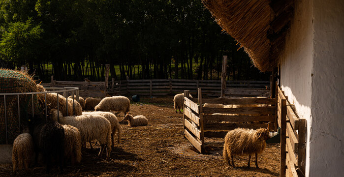 racka, Hortob&aacute;gy Racka Sheep in shed outdoor farm
