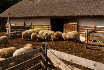 racka, Hortobágy Racka Sheep in shed outdoor farm