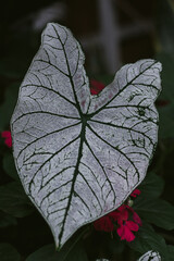 Close up photograph of sygnonium leaf with detailed white pattern and blurred background in the garden during the day. Nature concept perfect for wallpaper