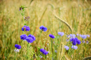 Cornflowers and other wild flowers and spikes at the meadow in Ile-de-France, France. Rural beautiful landscape. Biodiversity and ecology concepts.