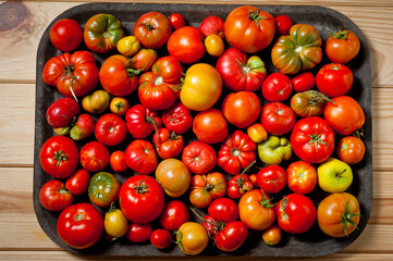 The last autumn harvest of tomatoes of different colors, sizes and ripeness.