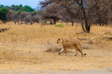 Lioness (Panthera leo) walking in Tarangire national park, Tanzania