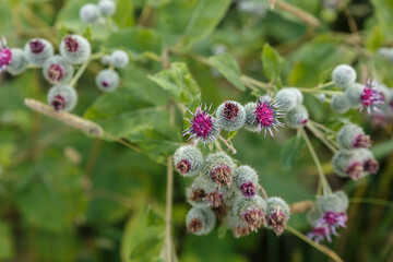 Arctium lappa commonly called greater burdock. Blooming burdock flowers on natural plant background