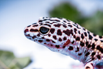 leopard gecko