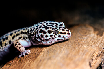 leopard gecko