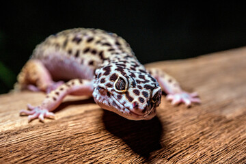 leopard gecko
