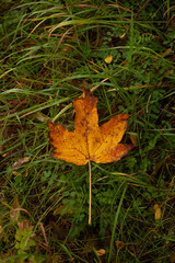 Autumn leave on green grass. Wilted leave has fallen on the green grass, creating a contrast of autumn colors, green yellow orange red.