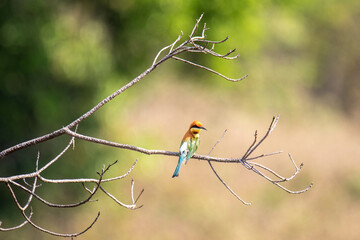 Small Bird On a Branch