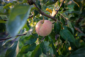 Ripe red apples on the branches of a tree.
