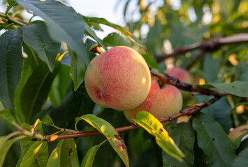 Ripe peaches on the branches of a tree.