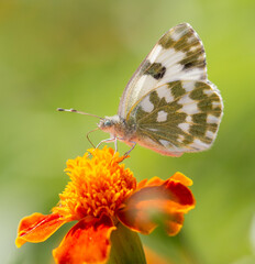 Butterfly on an orange flower.