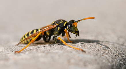 Wasp on a concrete wall.