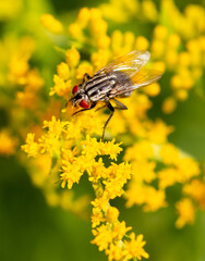 Fly on a yellow flower.